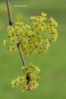 Spitz-Ahorn (Acer platanoides)